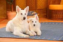White Swiss Shepherd Dog, bitch, age 10 years resting on rug with pup age 14 weeks.