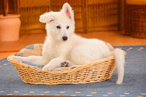 White Swiss Shepherd Dog, puppy age 14 weeks resting in basket.