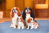 Cavalier King Charles Spaniel tricolour and blenheim coloured pair with two blenheim coloured puppies age 8 weeks.