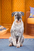 Standard Schnauzer, male age 10 years with pepper-and-salt colouration, portrait.