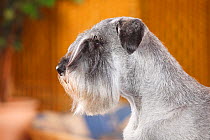 Standard Schnauzer, male age 10 years with pepper-and-salt colouration, portrait.