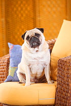 Pug dog sitting in armchair.