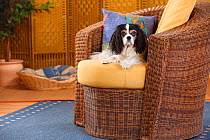 Cavalier King Charles Spaniel, bitch, tricolour colouration age 9 1/2 years, in armchair.
