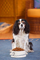 Cavalier King Charles Spaniel, tricolour bitch, age 9 1/2 years, sitting in front of bowl full of food.