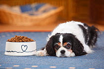 Cavalier King Charles Spaniel, tricolour bitch, age 9 1/2 years, resting next to bowl full of food.