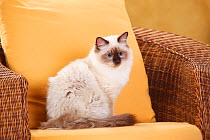 Sacred Cat of Birma, tomcat, with seal-point colouration, age 6 months. Resting in armchair.