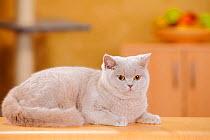 British Shorthair Cat, fawn female resting on table.