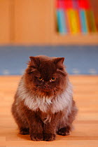 British Longhair Cat, chocolate coloured tomcat.