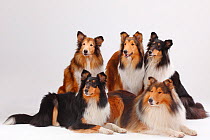 Rough Collies, male and bitches, in sable-white and tricolour colourations.