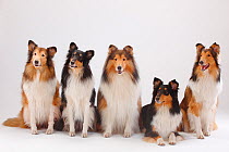 Rough Collies, male and bitches, in sable-white and tricolour colourations.