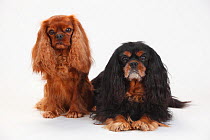Cavalier King Charles Spaniel, males, ruby and black-and-tan, 5 1/2 and 10 years old