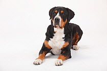 Greater Swiss Mountain Dog, male age 7 years. Portrait against white background.