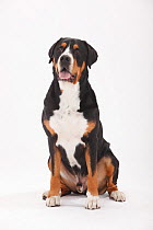 Greater Swiss Mountain Dog, male age 7 years. Portrait against white background.