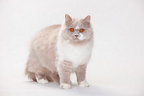 British Longhair Cat, lilac-white (Highlander, Lowlander, Britanica)