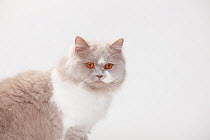 British Longhair Cat, lilac-white (Highlander, Lowlander, Britanica)