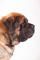 English Mastiff, male, portrait against white background.