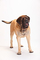 Mastiff, male, portrait against white background.