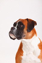 German Boxer, bitch age 5 years, portrait against white background.