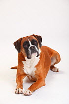 German Boxer, bitch age 5 years, portrait against white background.
