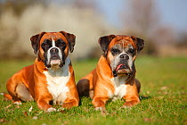 German Boxer, bitches, 5 and 11 years old resting outdoors in grass.