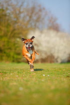 German Boxer, bitch, 11 years old running in grass.