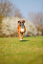 German Boxer, bitch, 5 years running in grass.