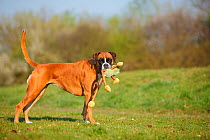 German Boxer, bitch age 5 years standing on grass with toy.