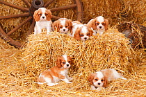 Cavalier King Charles Spaniel, puppies with blenheim colouration, resting in straw, age 8 weeks.