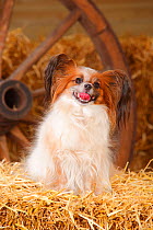Papillon /  Butterfly Dog bitch with tongue out, sitting in straw.