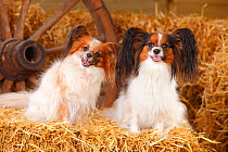 Papillons / Butterfly dogs, bitches in straw.