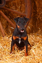 German Hunting Terrier, young bitch, age 9 months, sitting in straw.