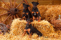 German Hunting Terrier, mother (left) with female puppies age 9 months, sitting in straw.