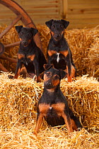 German Hunting Terrier,  mother (left) with female puppies age 9 months, sitting in straw.