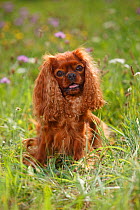 Cavalier King Charles Spaniel, ruby  male age 5 years, sitting in grass.