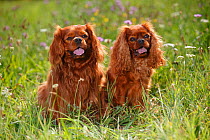 Cavalier King Charles Spaniel, ruby males age 5 and 6 years, sitting in grass.