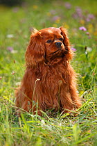 Cavalier King Charles Spaniel, ruby male age 6 years, sitting in grass.
