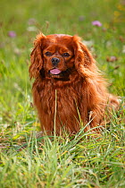 Cavalier King Charles Spaniel, ruby male age 6 years, sitting in grass.