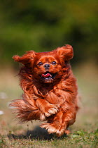 Cavalier King Charles Spaniel, male age 6 years with  ruby colouration. Running toward camera.