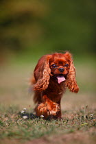 Cavalier King Charles Spaniel, male with ruby colouration, age 5 years. Walking and panting.