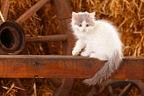 British Longhair, kitten with blue-van colouration age 10 weeks in barn with straw.