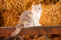 British Longhair, kitten, blue-tortie-white colouration, age 10 weeks, resting by straw bales.