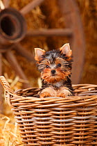Yorkshire Terrier, puppy age 11 weeks, looking out of basket.