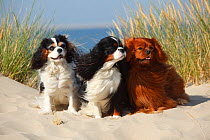 Cavalier King Charles Spaniels two with tricolor and one with ruby colouration on beach, Texel, Netherlands