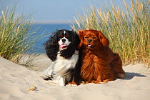 Cavalier King Charles Spaniels with tricolor and ruby colourations on beach, Texel, Netherlands