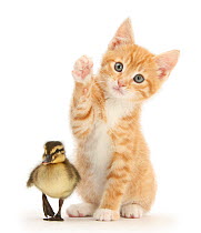 Ginger kitten, Tom, age 8 weeks reaching up a paw with a mallard duckling in front. Digital Composite.