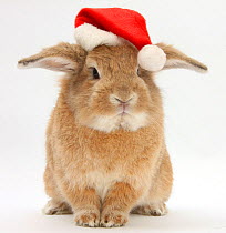 Lop eared rabbit wearing a Santa hat.