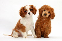 Blenheim Cavalier King Charles Spaniel puppy, age 11 weeks, with apricot miniature poodle pup, age 8 weeks.