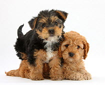 Cavalier King Charles spaniel x Poodle cross 'Cavapoo' puppy, age 7 weeks, and Yorkshire Terrier pup age 8 weeks.