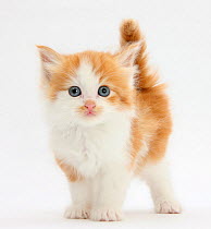 Ginger and white kitten looking at camera.
