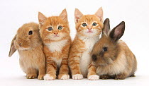 Ginger kittens age 7 weeks, sitting in row with young Lionhead Lop rabbits.